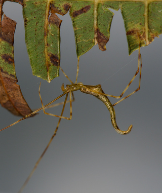 Gold spider on Kauai